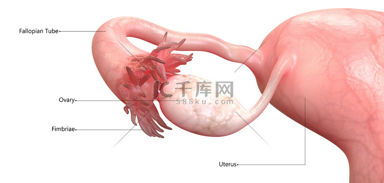 用标签解剖学描述的女性生殖系统