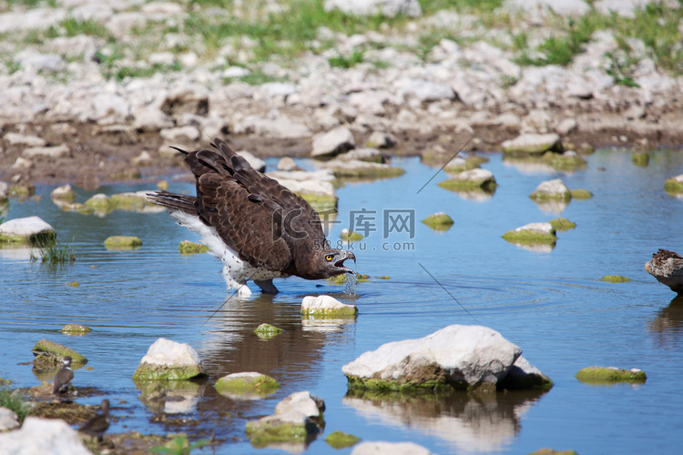 一只武鹰喝水