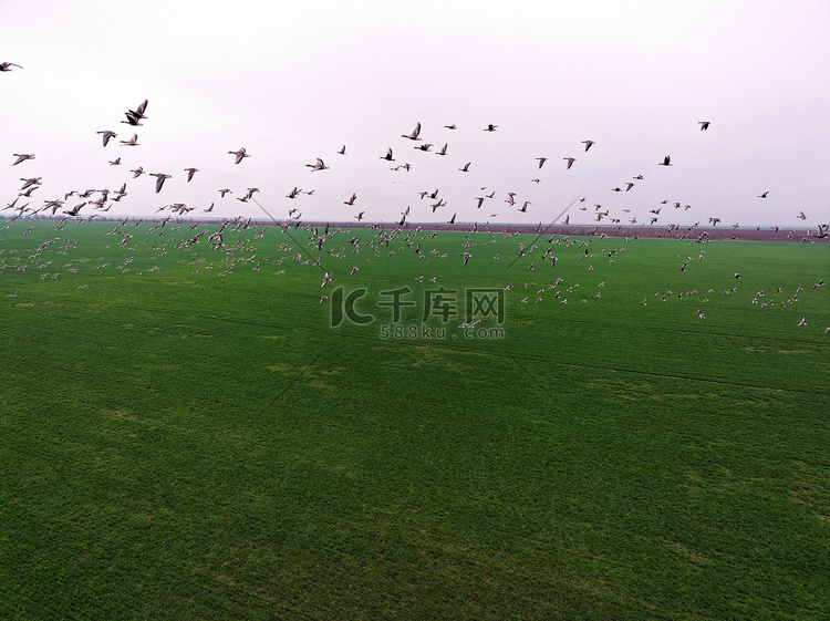 成群的大雁飞过农田。