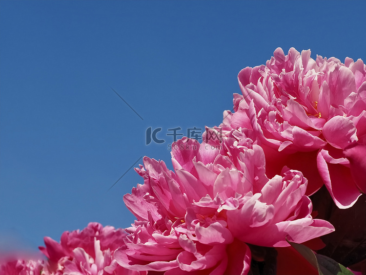 一朵粉红色牡丹花的美丽宏观