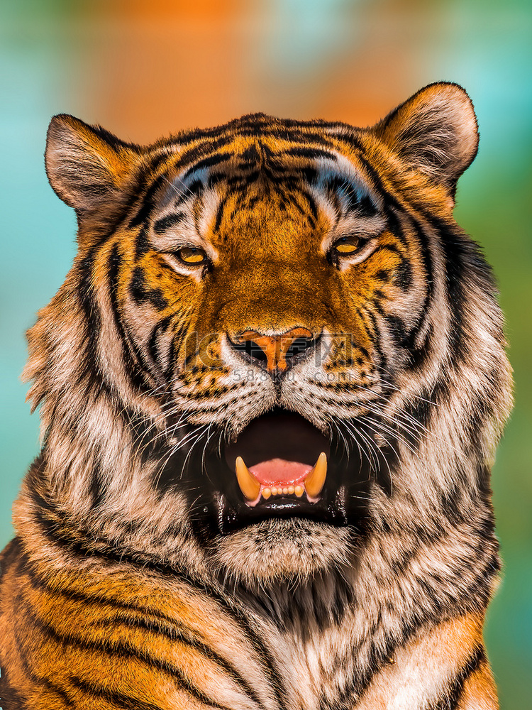 一只英俊的老虎露出牙齿并打哈欠