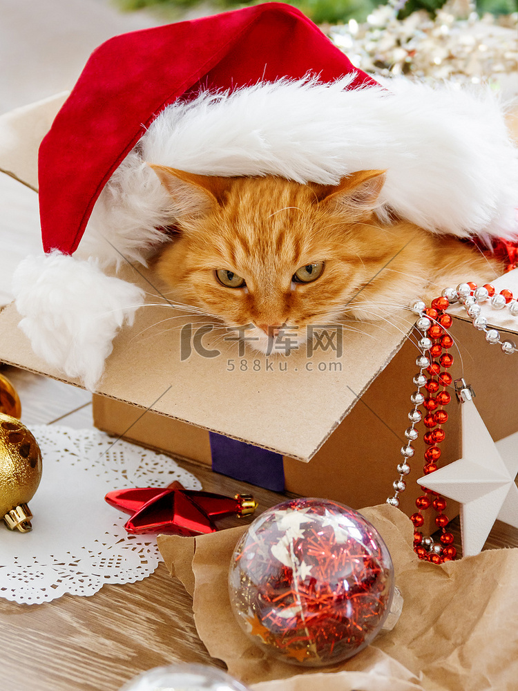 可爱的姜猫躺在装有圣诞节和新年