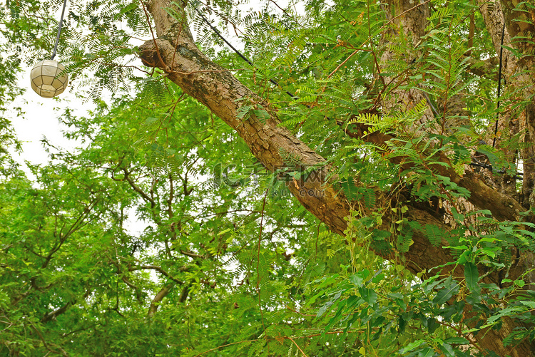 菲律宾八打雁的桑帕洛克罗望子树