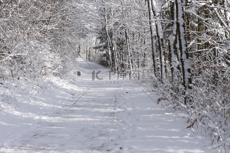 德国欧洲森林或公园中冬季被雪覆