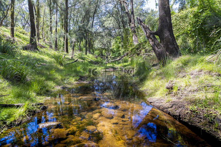 澳大利亚地区阳光下的一条小溪穿