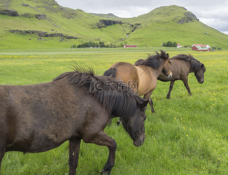 冰岛夏季，一群行走的棕色冰岛马