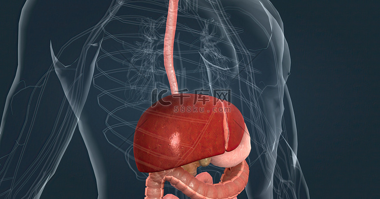 消化系统中肝脏的主要任务是处理