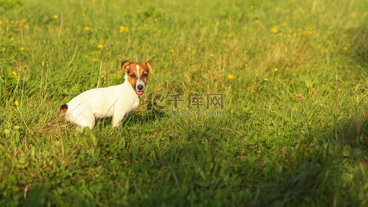杰克罗素梗小狗在绿草地上，被午