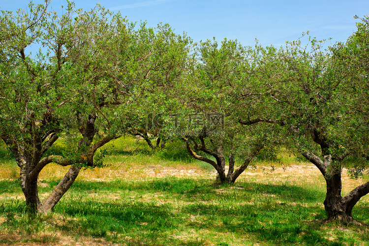 希腊克里特岛的橄榄树 Olea