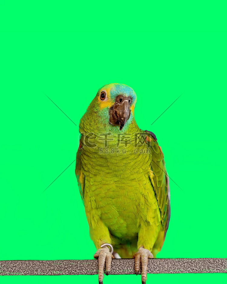 绿松石额亚马逊鹦鹉
