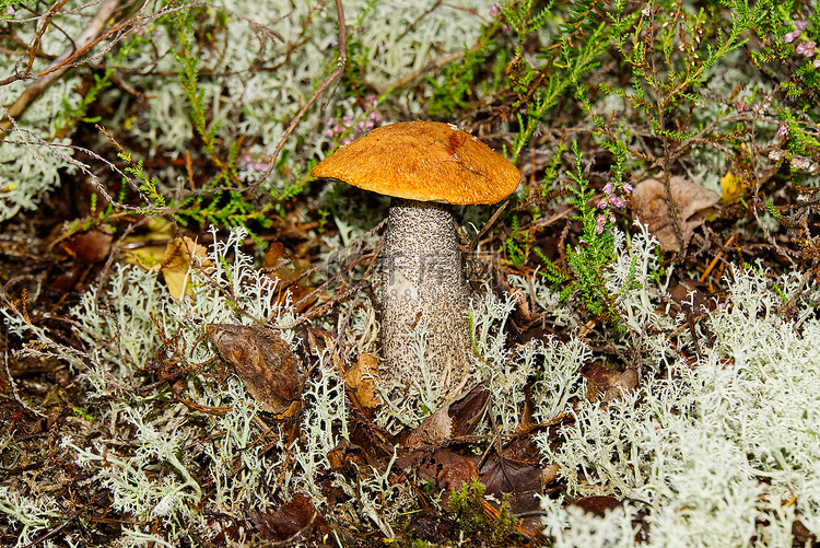 生长在绿色苔藓中的食用橙帽蘑菇