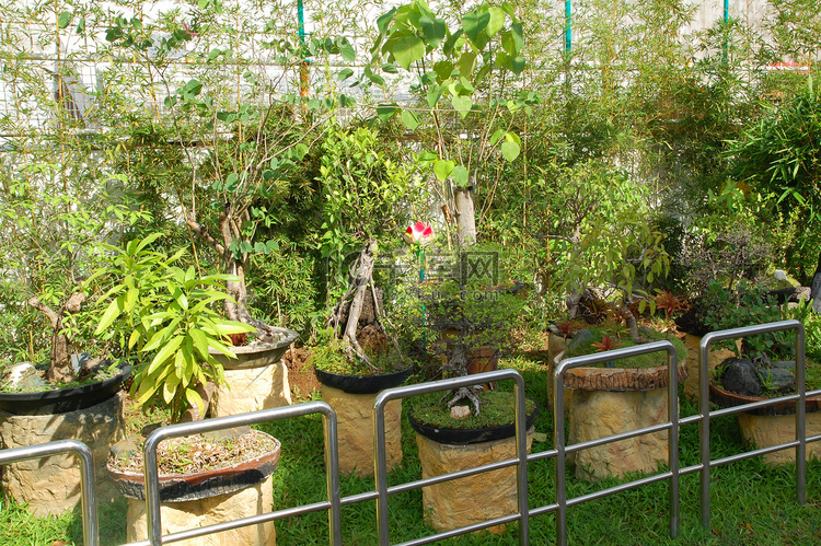 花园里的盆景植物展示