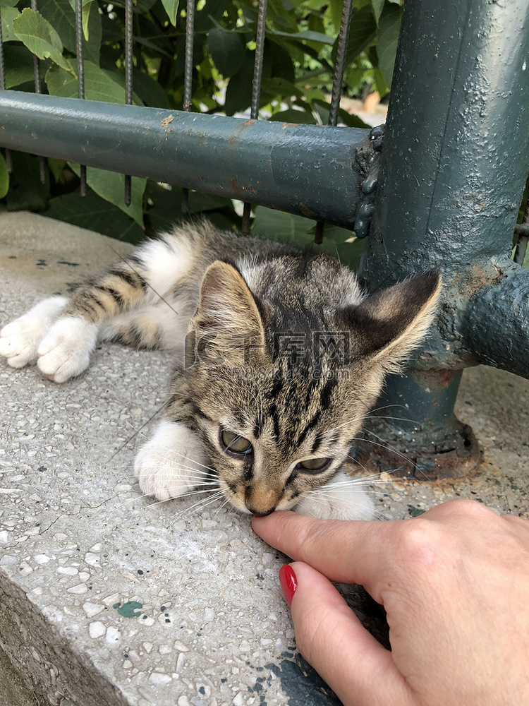 一只母手触摸一只可爱的小猫