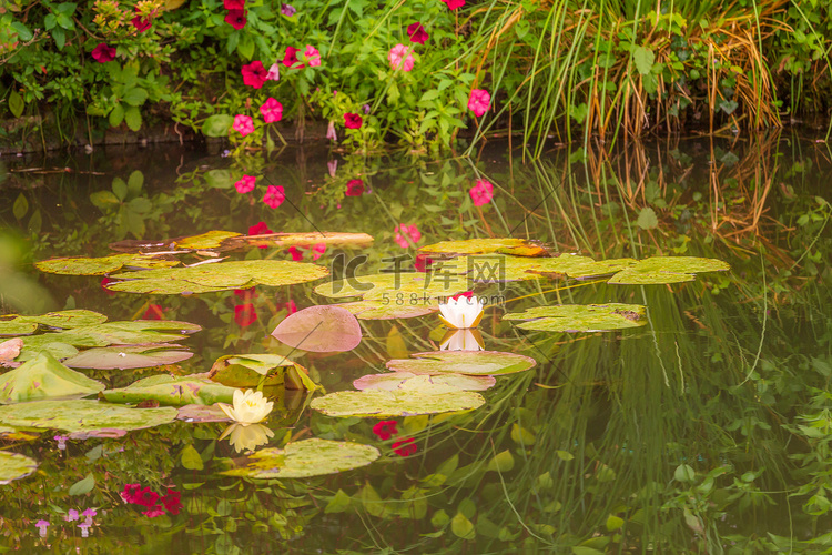 莫奈水上花园，法国吉维尼的百合