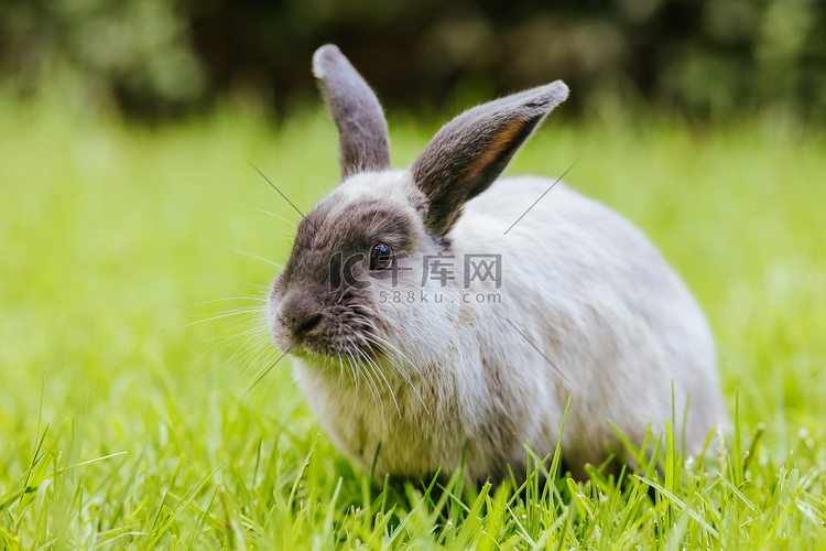 外面长草丛中的一只垂耳兔