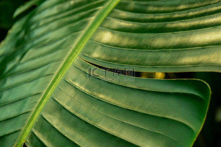 绿棕榈叶图案纹理抽象背景热带森