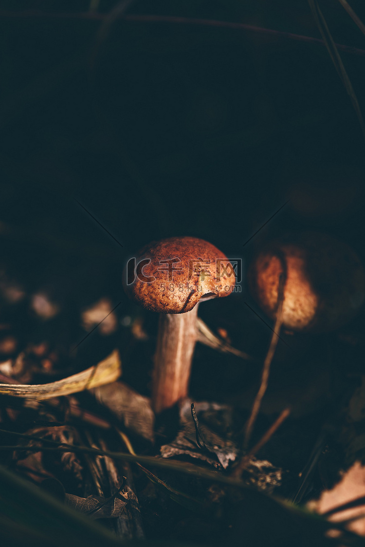 森林里的蜂蜜蘑菇