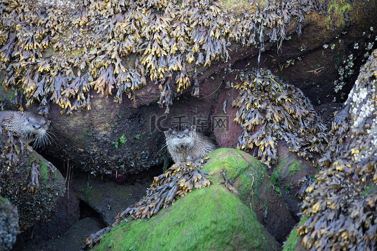 海獭隐藏在藻类覆盖的岩石中