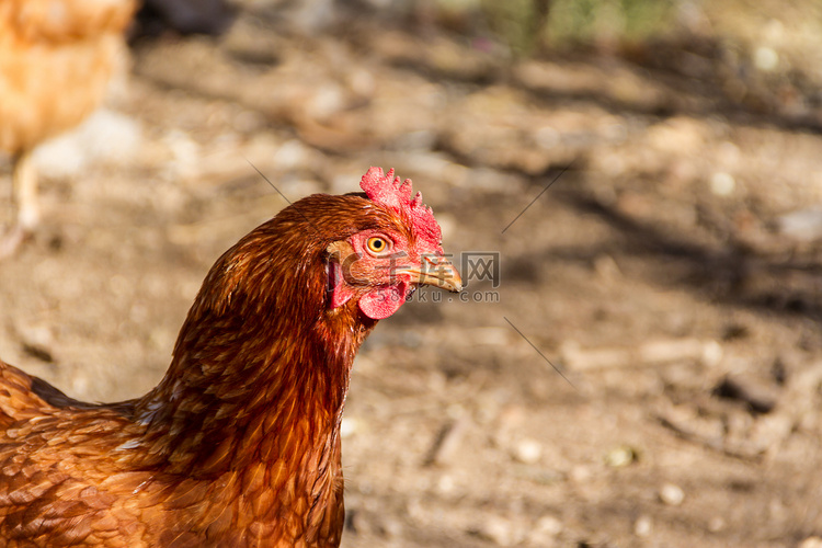 农场鸡舍里红母鸡的肖像