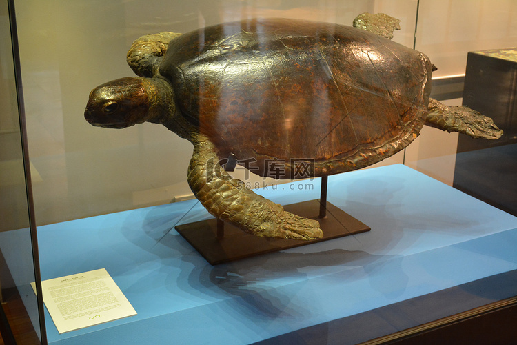 菲律宾马尼拉国家自然历史绿海龟