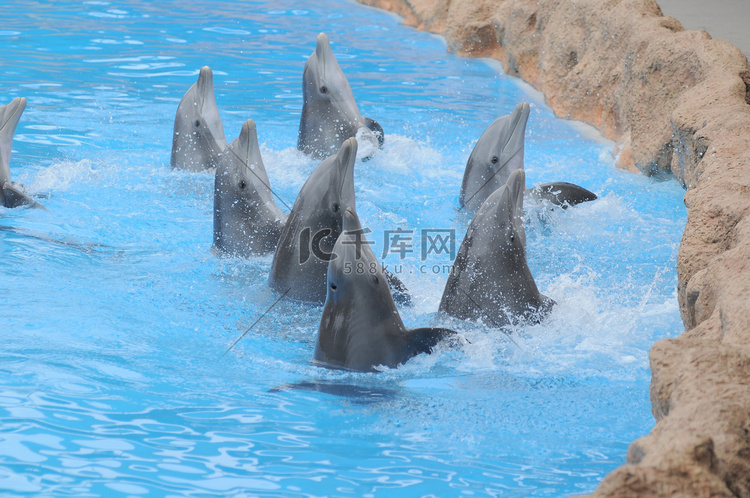 非常蓝的水面上的灰海豚