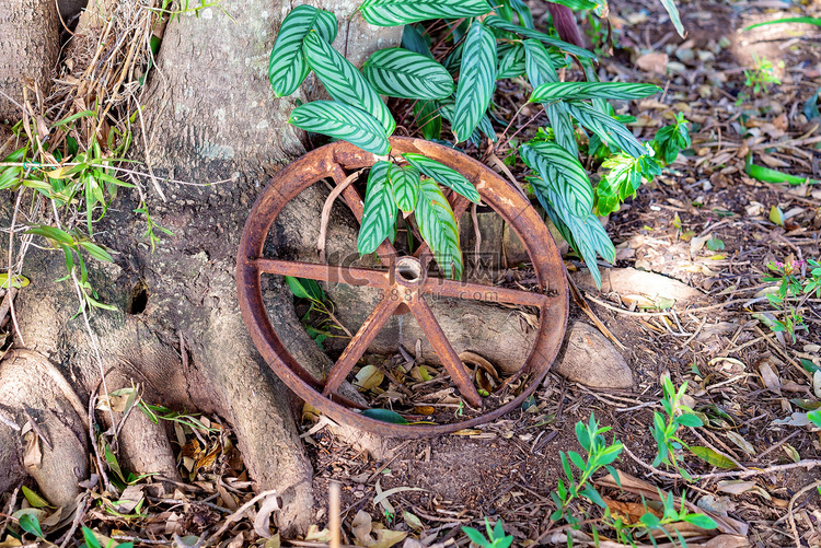 复古生锈的轮子在花园里创造装饰