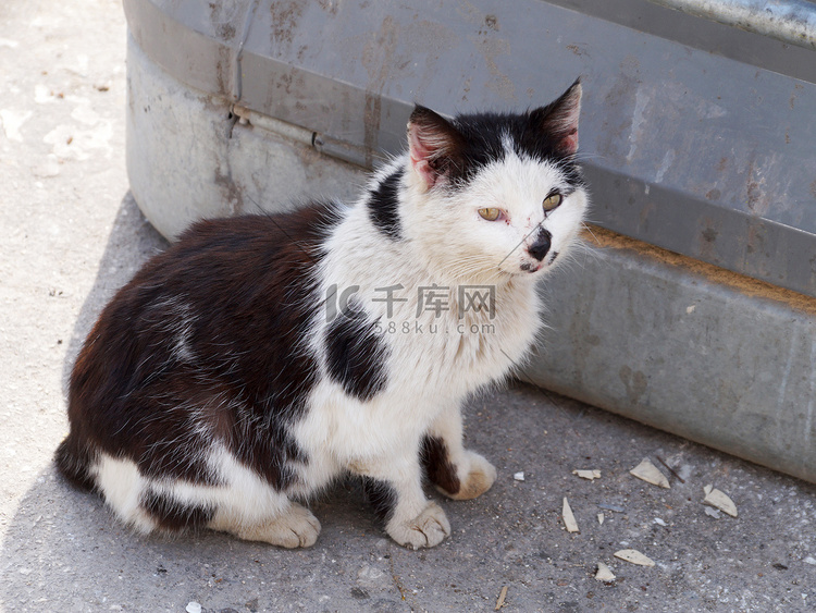 街上生病抓伤无家可归的黑白猫
