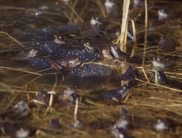 普通青蛙在池塘里交配