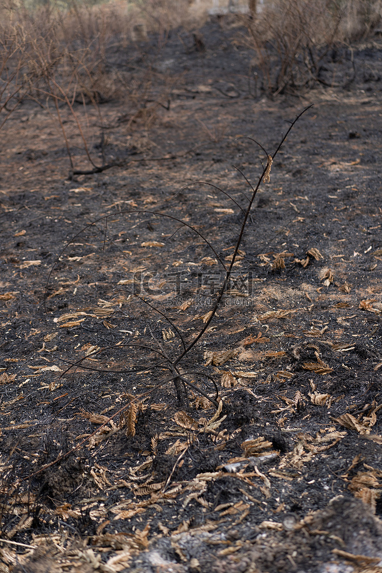 地面和树木被森林大火烧毁。