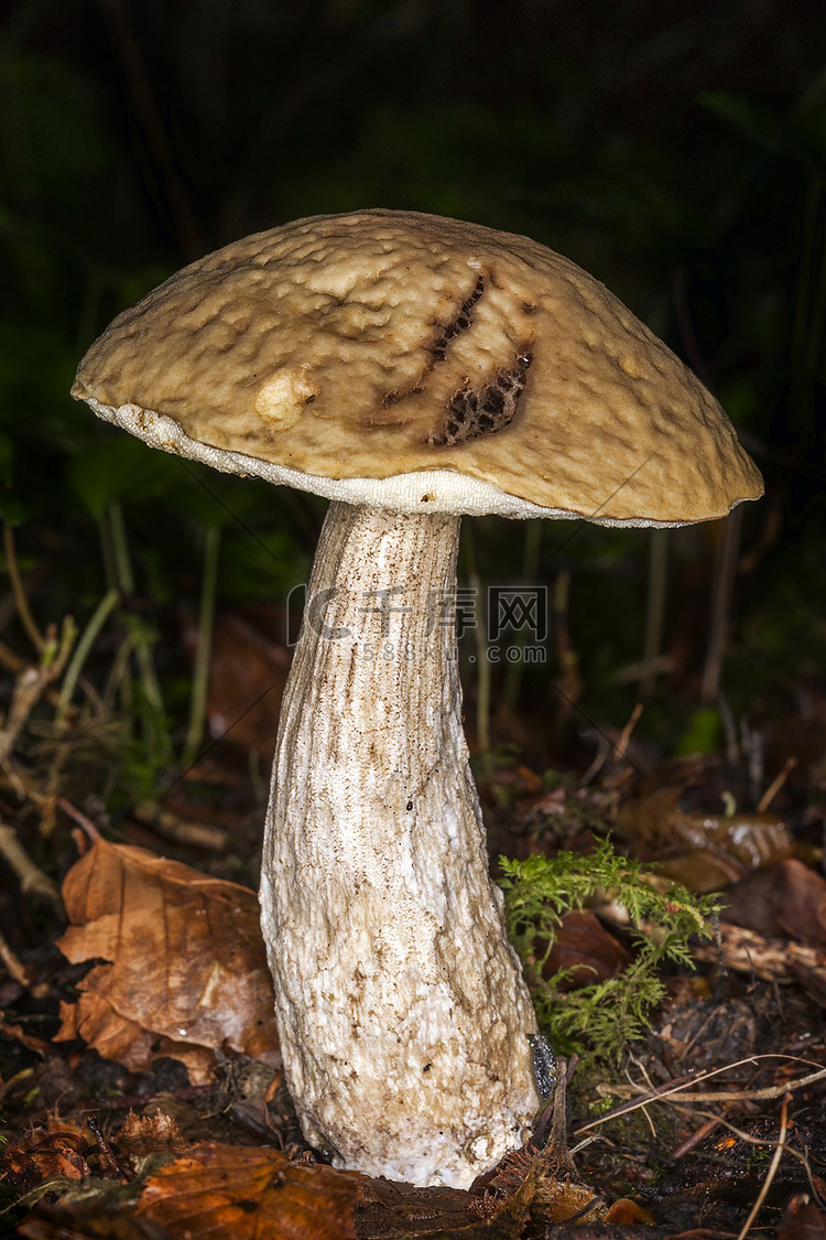 秋天的林地真菌蘑菇