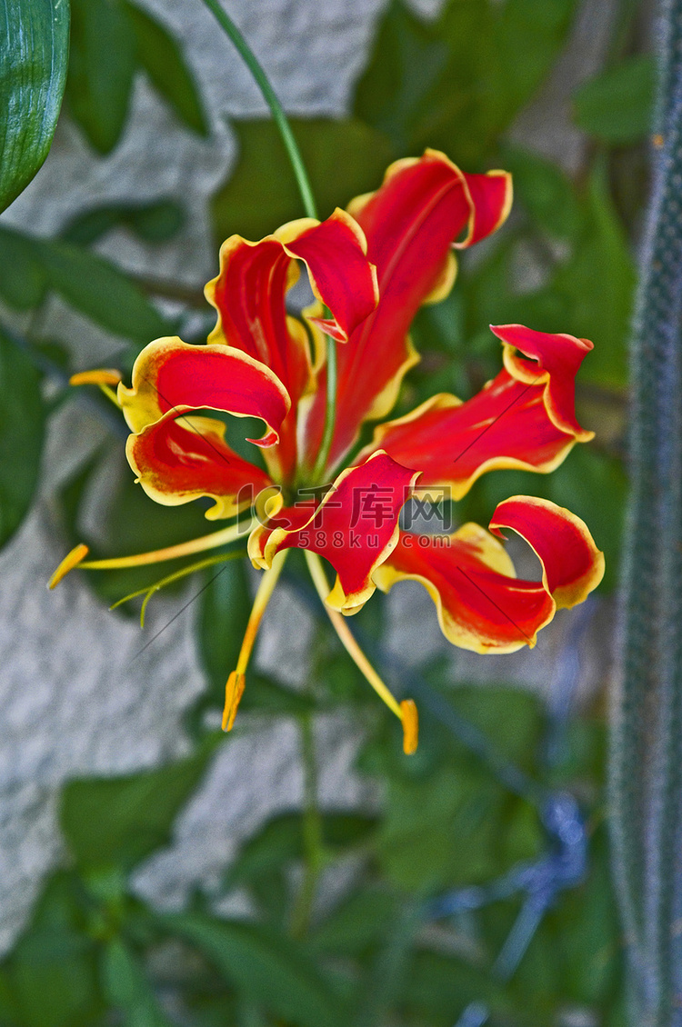 Gloriosa superba Rothschildiana 的特写