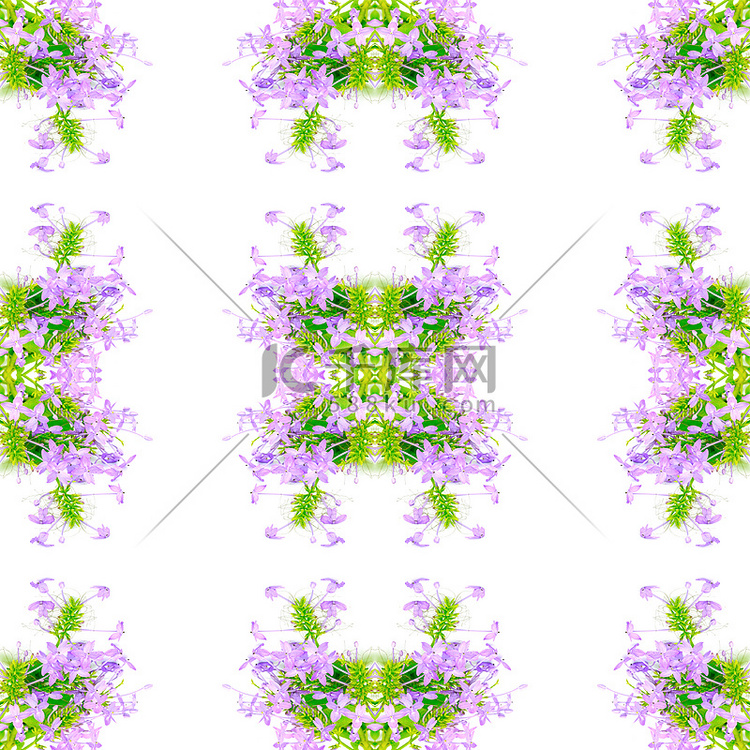 紫龙船花