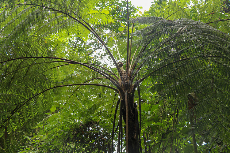 热带树 Cyathea Arborea 的冠。