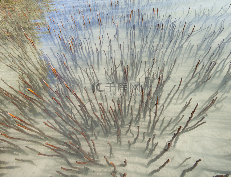 热带泻湖中一棵白色红树林的根