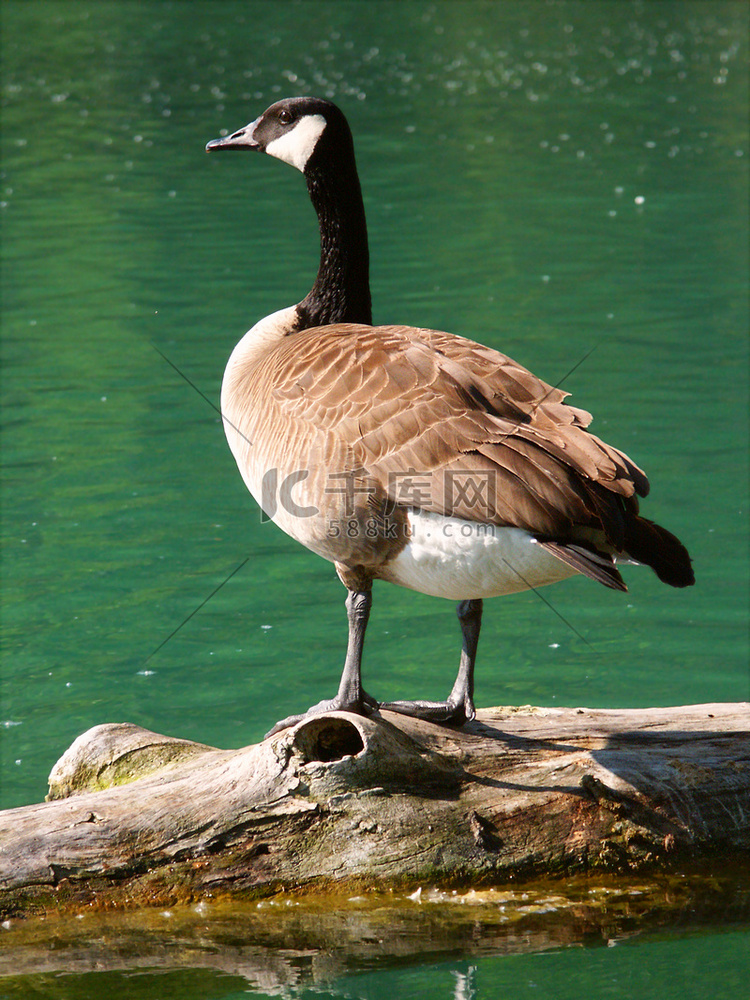 加拿大鹅（Branta canadensis）