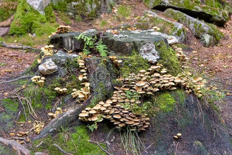 切开的树桩上的硫磺簇绒蘑菇