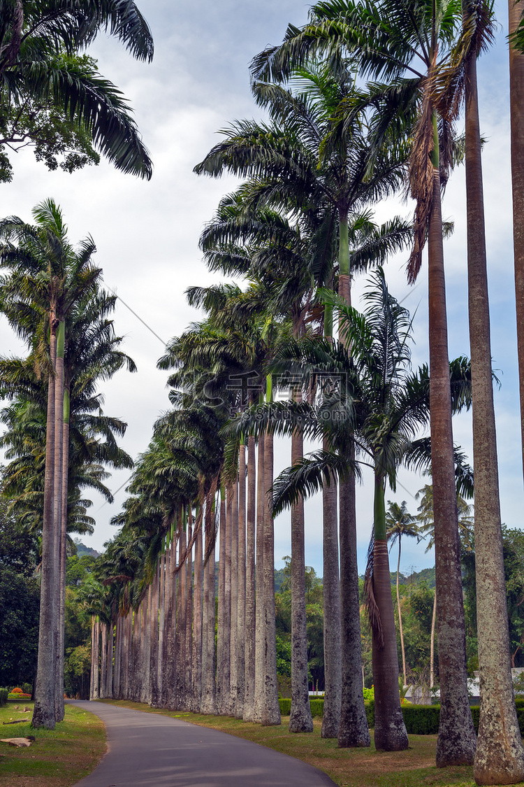 大树棕榈树生态旅游