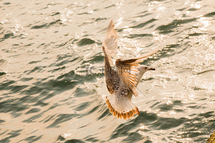 海面上飞翔的一只海鸥