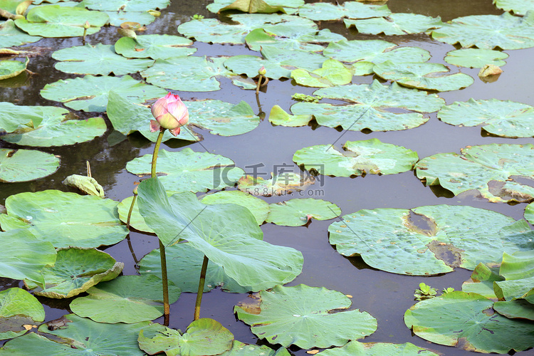 莲花，水性荷叶垫绿色，池塘花园