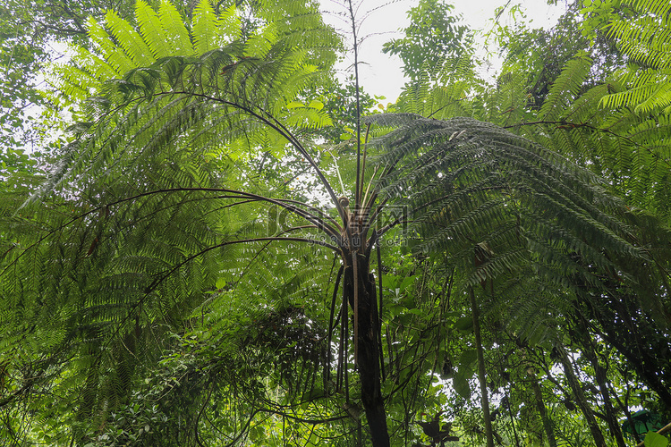 热带树 Cyathea Arborea 的冠。