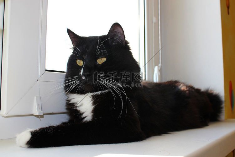 黑猫躺在窗台上