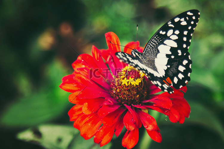 蝴蝶以美丽的色彩从花朵中汲取花