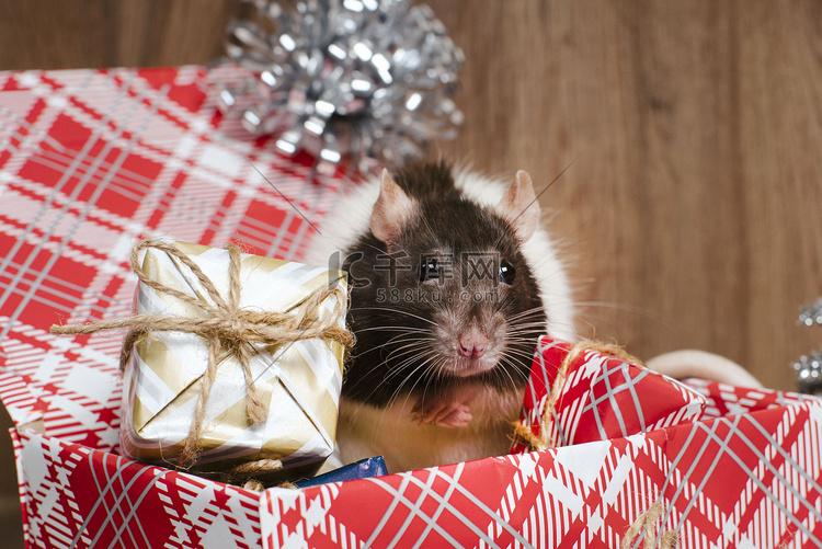 可爱的老鼠，装在装有新年礼物的