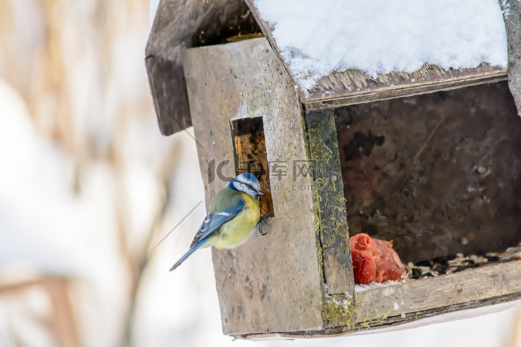 冬天，森林鸟类住在喂食器附近