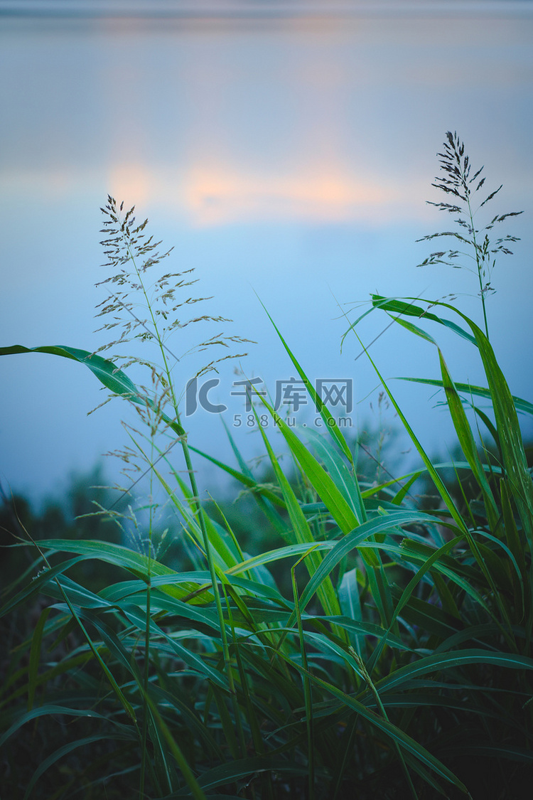 长而绿的草叶映衬着夏日傍晚的天