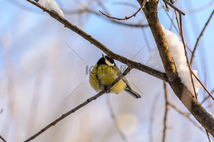 冬天，森林鸟类住在喂食器附近