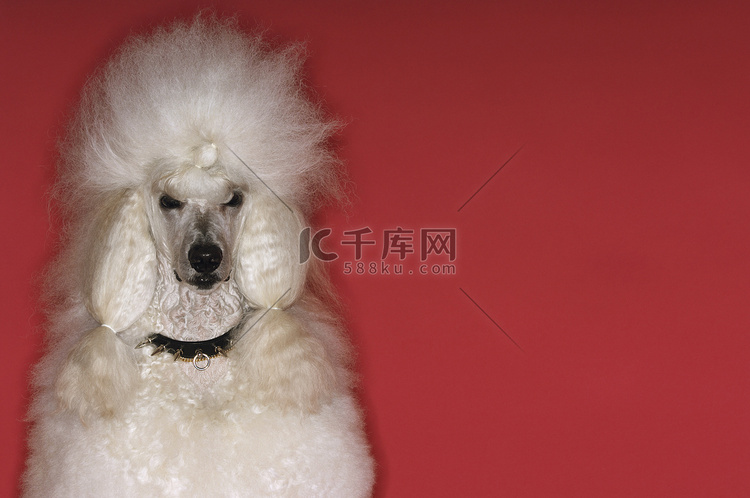 红色背景上修饰的白色标准贵宾犬