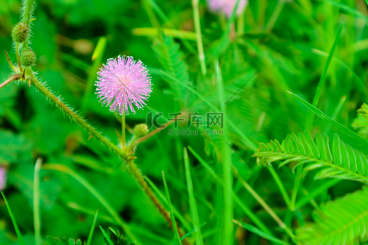 敏感植物粉红色花，含羞草 L.