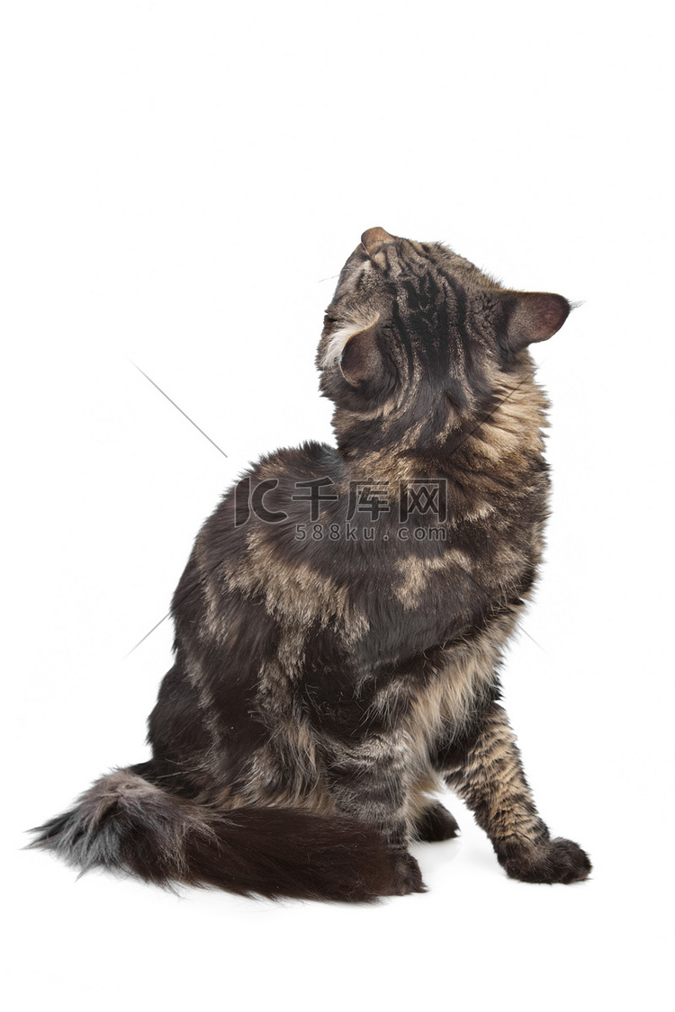 缅因猫，黑色虎斑猫