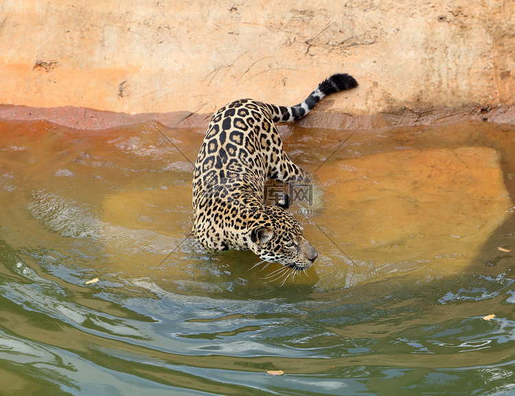 捷豹虎猫休息和游泳